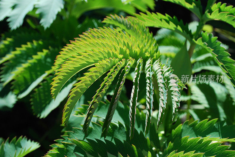 锯齿状绿叶的背景，‘Melianthus Major’